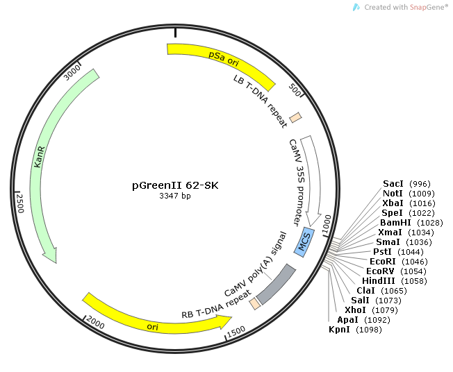 pGreenII 62-SK质粒图谱