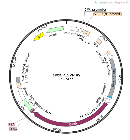 lentiCRISPR v2质粒图谱