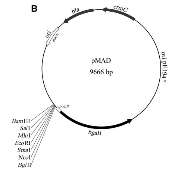 pMAD质粒图谱