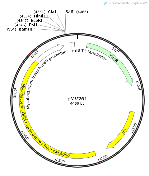 pMV261质粒图谱