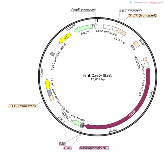 lentiCas9-Blast质粒图谱