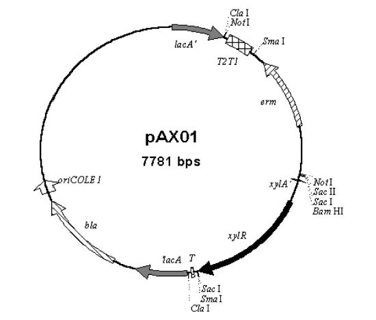 pAX01质粒图谱