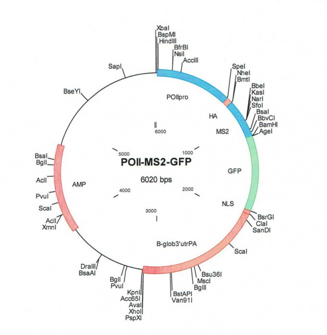 pMS2-GFP质粒图谱