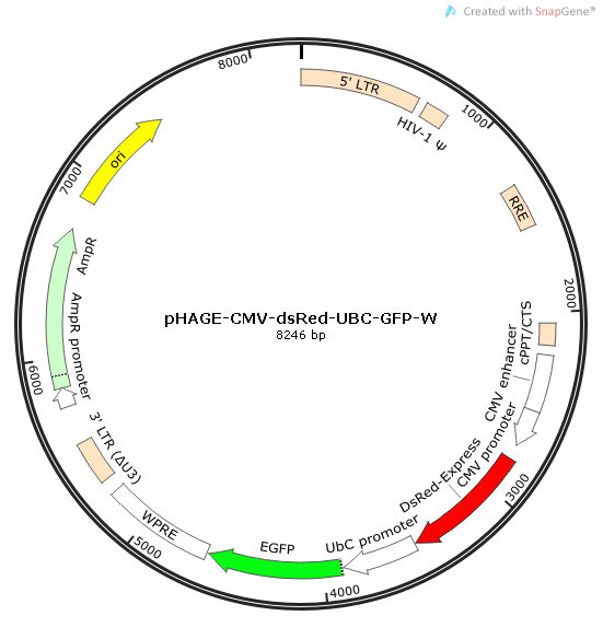 pHAGE-CMV-dsRed-UBC-GFP-W质粒图谱