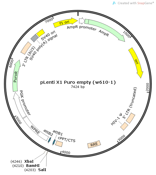 pLenti X1 Puro empty (w610-1)质粒图谱