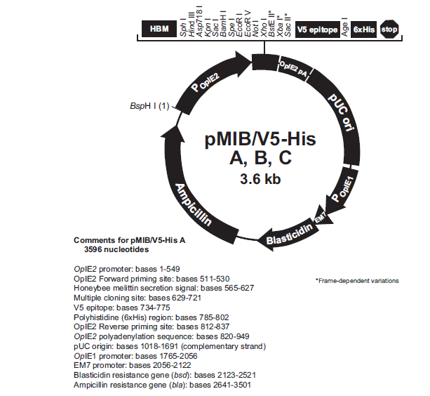 pMIB/v5-His C质粒图谱