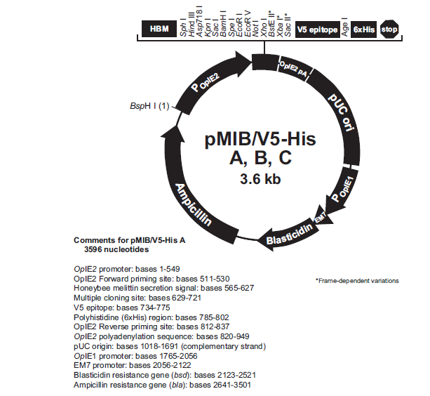 pMIB/v5-His A质粒图谱