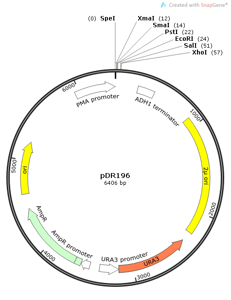 pDR196质粒图谱