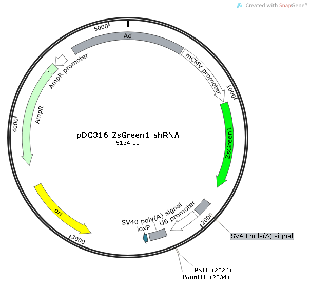 pDC316-ZsGreen-shRNA 质粒图谱