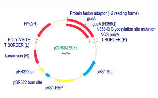 pCAMBIA1391Xb质粒图谱