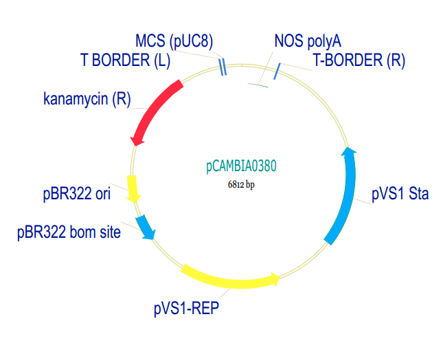 pCAMBIA0380质粒图谱