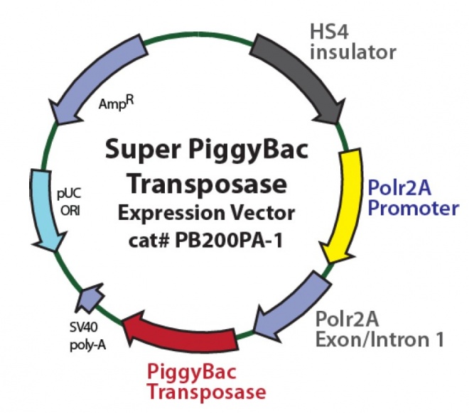 Super PiggyBac Transposase质粒图谱