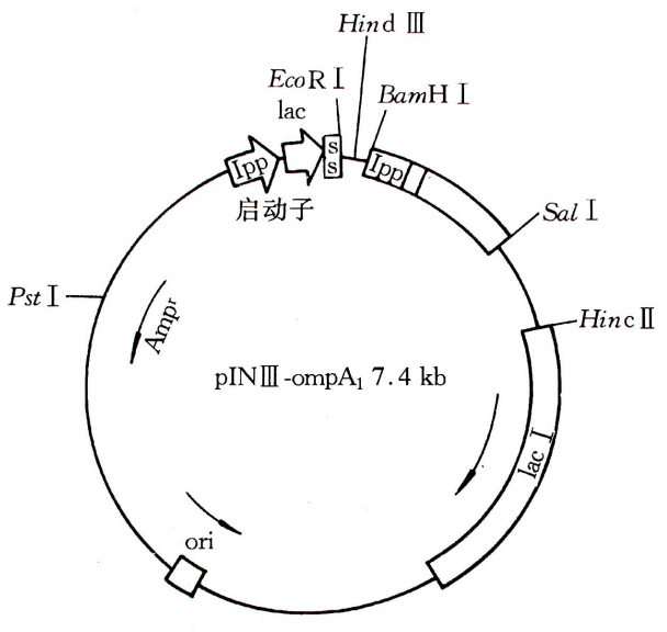 pIN III-ompA质粒图谱