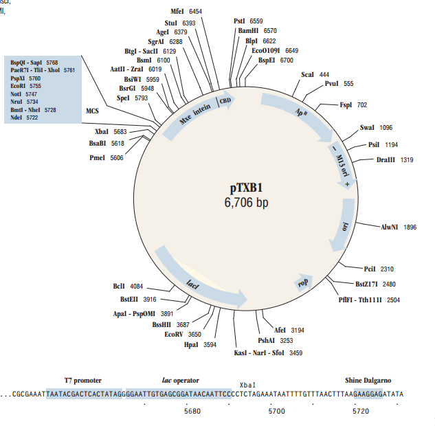 pTXB1质粒图谱