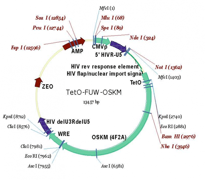 TetO-FUW-OSKM质粒图谱