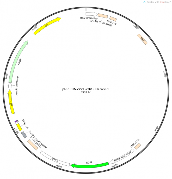 pRRLSIN.cPPT.PGK-GFP.WPRE质粒图谱