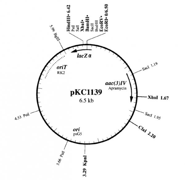 pKC1139质粒图谱