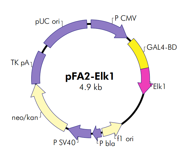 pFA2-Elk1质粒图谱