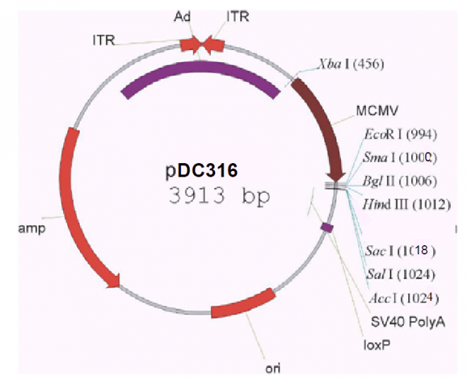 pDC316质粒图谱