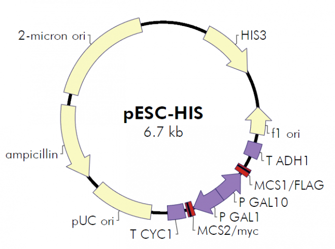 pESC-HIS质粒图谱