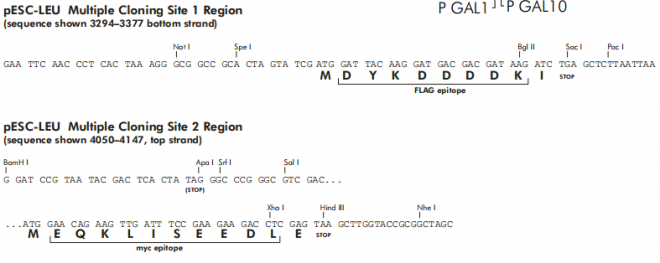 pESC-LEU多克隆位点