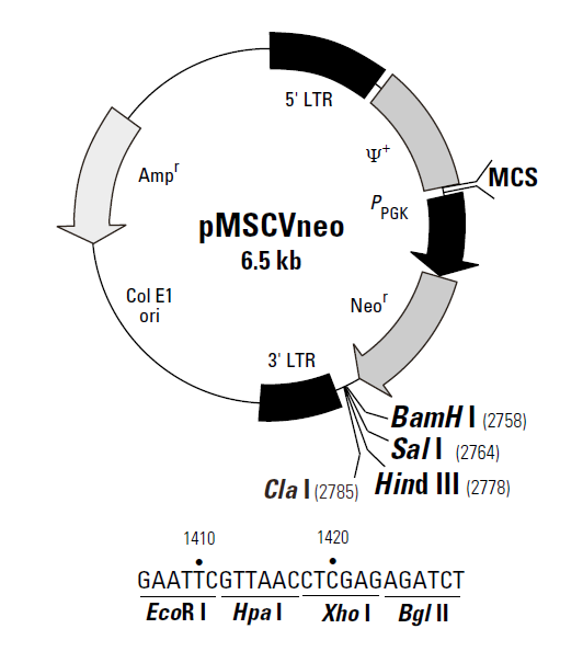 pMSCVneo 质粒图谱