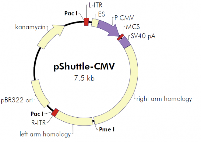 pShuttle-CMV 质粒图谱