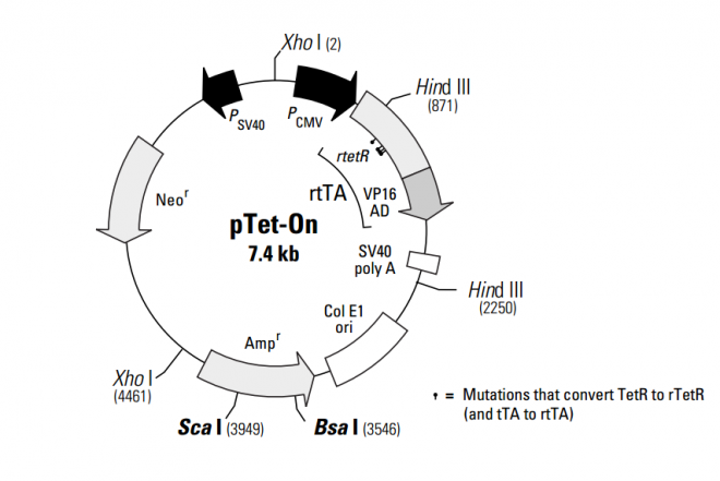 pTet-On 质粒图谱