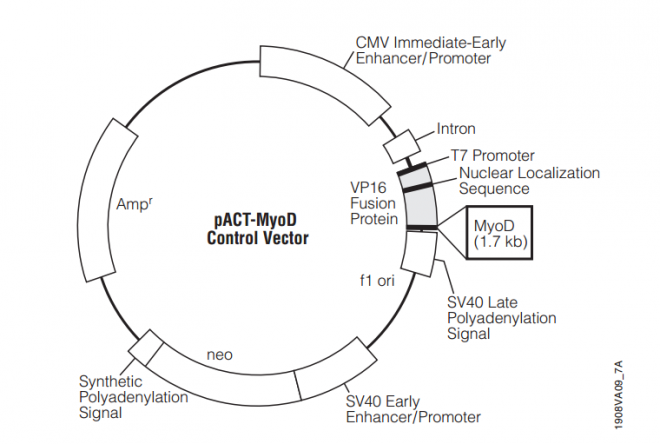 pACT-MyoD 质粒图谱