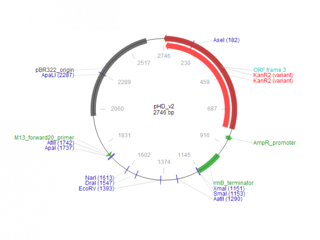 pHD_v2 质粒图谱