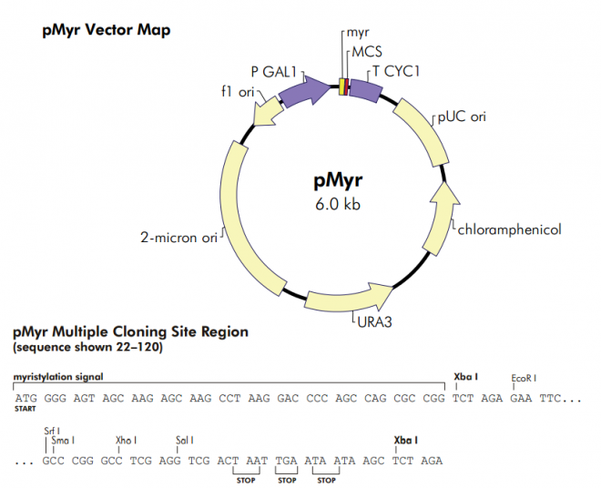 pMyr 质粒图谱