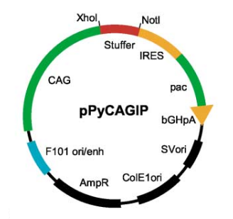 pPyCAGIP质粒图谱