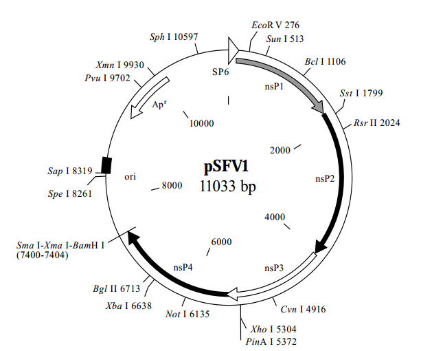 pSFV1质粒图谱