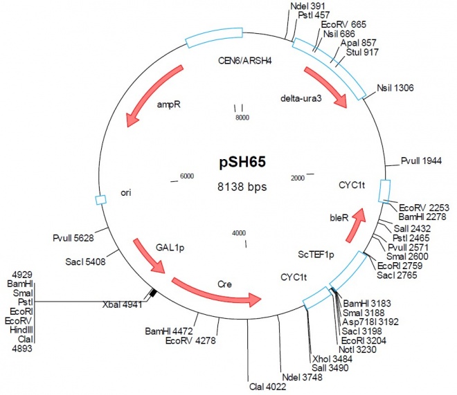 pSH65质粒图谱