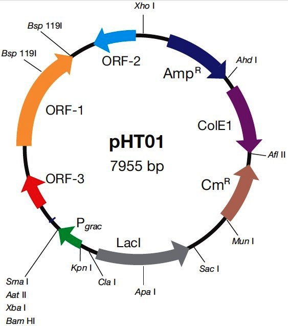 pHT01质粒图谱