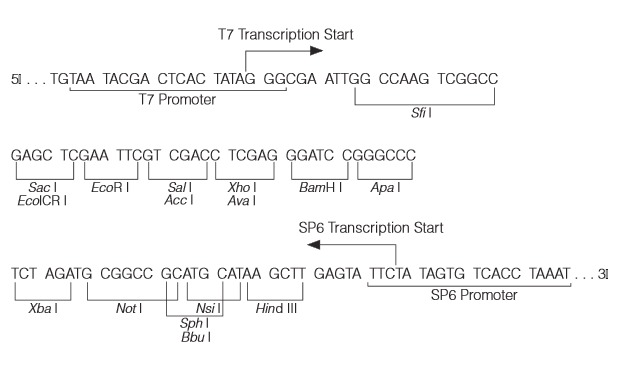 pEGM-11ZF(+) 多克隆位点