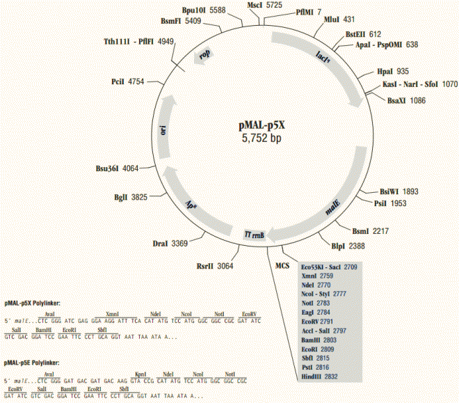 pMAL-p5E质粒图谱