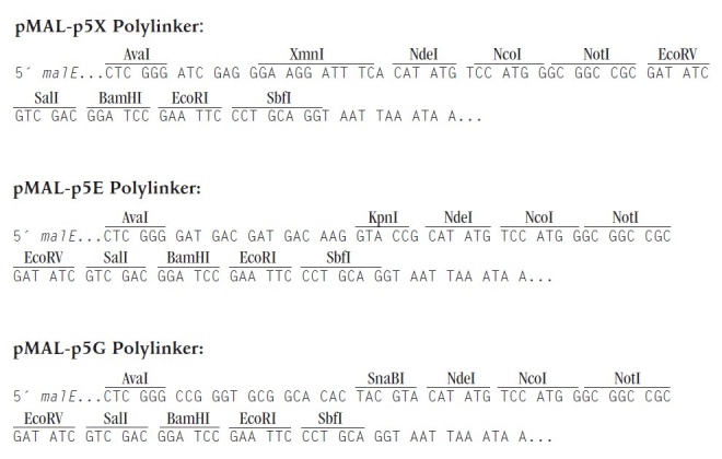 pMAL-p5X多克隆位点