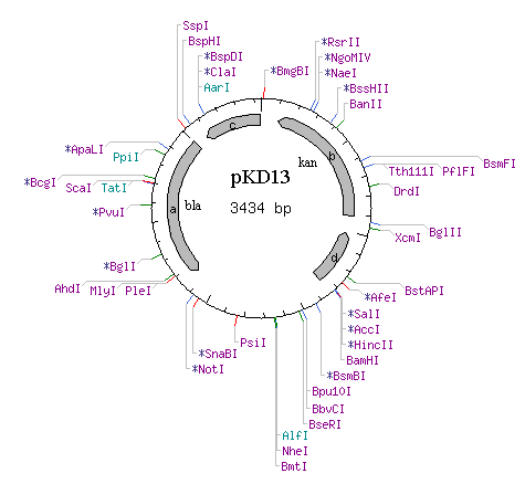 pKD13质粒图谱