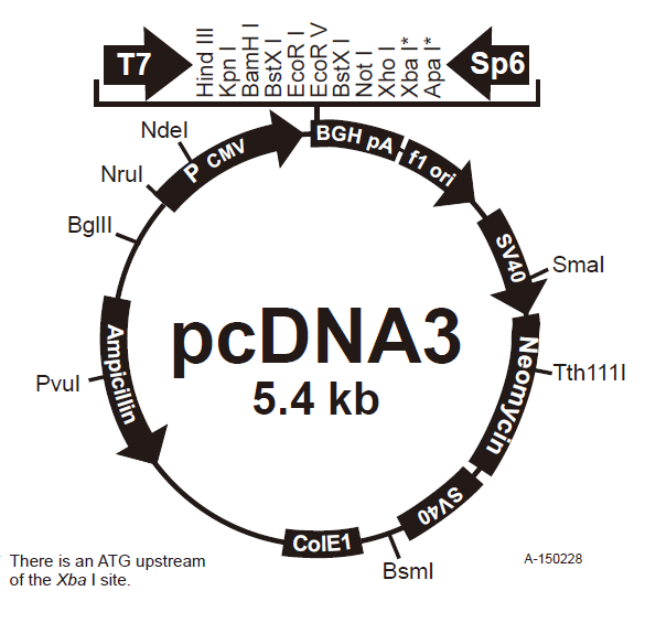 pcDNA3质粒图谱