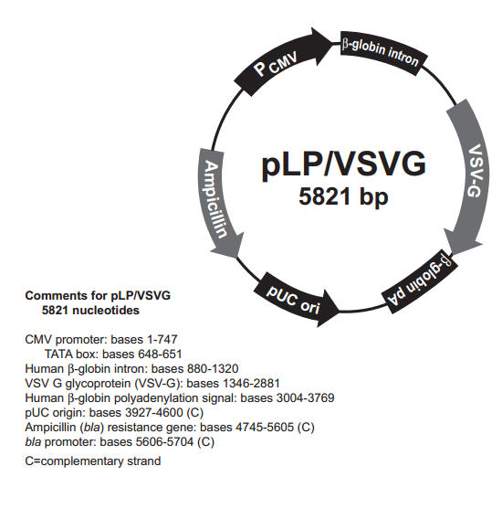 pLP/VSVG质粒图谱