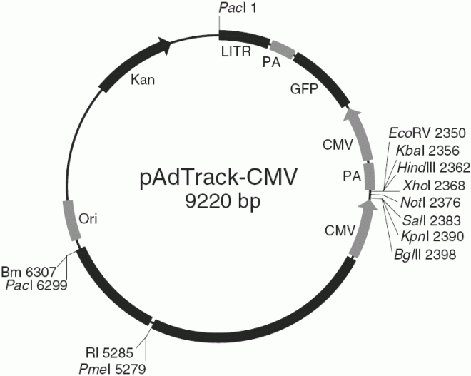 pAdTrack-CMV质粒图谱