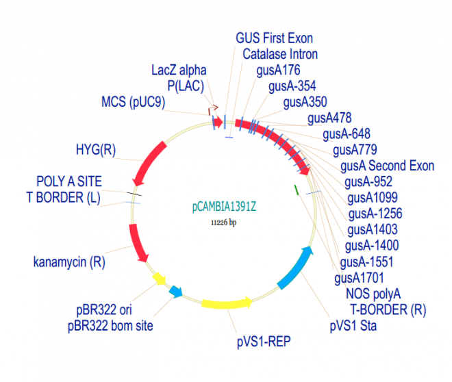 pCAMBIA1391Z 质粒图谱