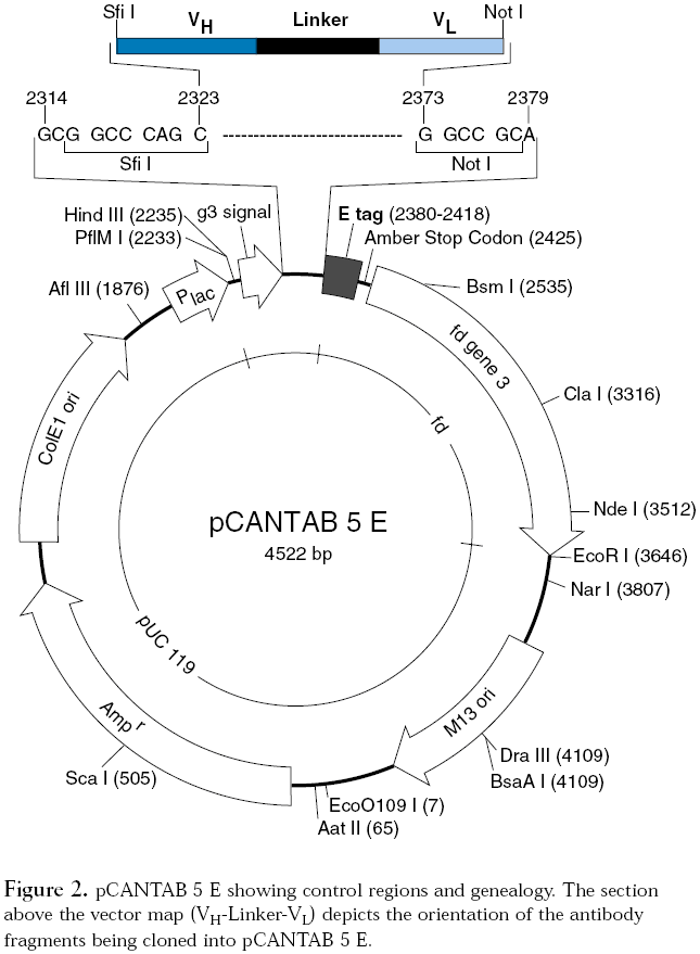 pCANTAB 5E质粒图谱