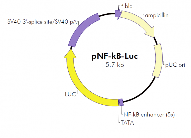 pNF-κB-Luc 质粒图谱