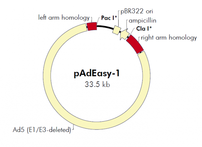 pAdEasy-1 质粒图谱