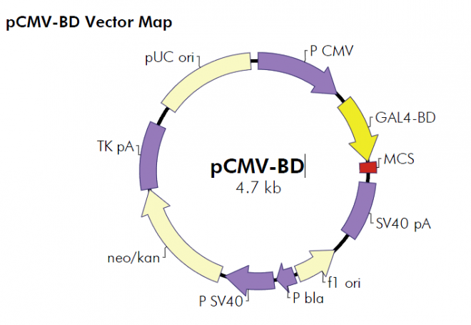 pCMV-BD 质粒图谱
