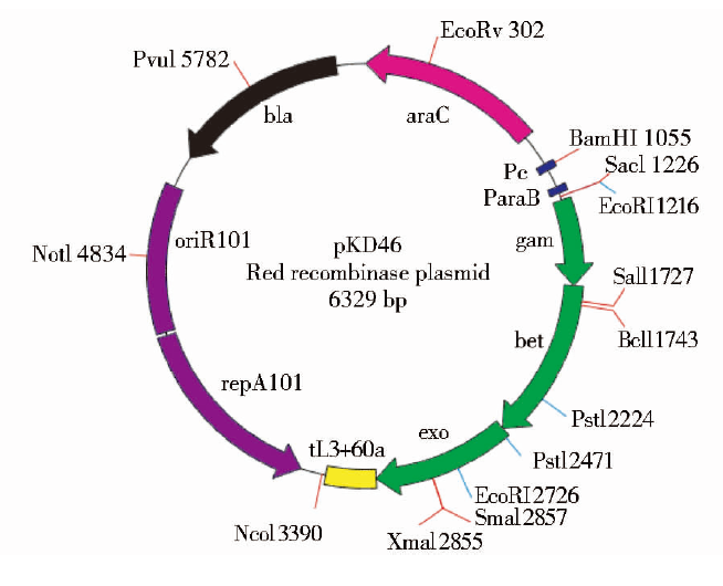 pKD46质粒图谱