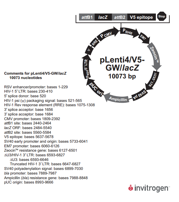 pLenti4/V5-GW/lacZ 质粒图谱