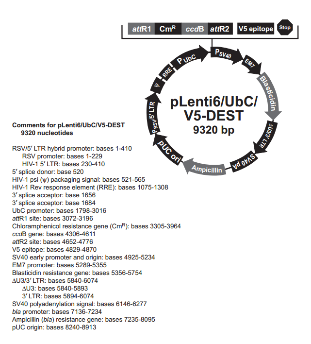 pLenti6/UbC/V5-DEST 质粒图谱